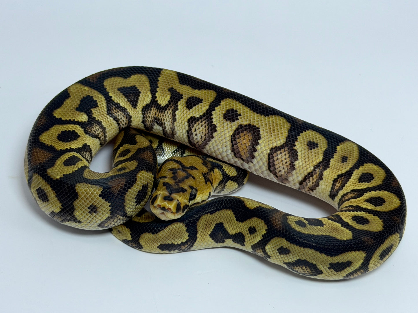 Spotnose clown het sunset macho