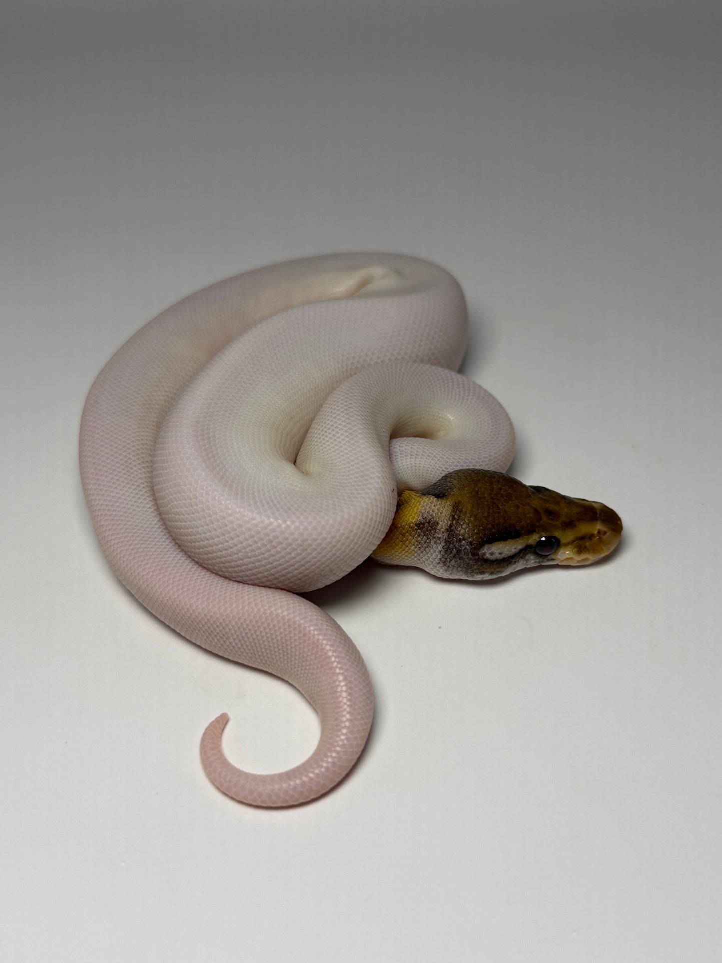 Mojave od pied high white hembra