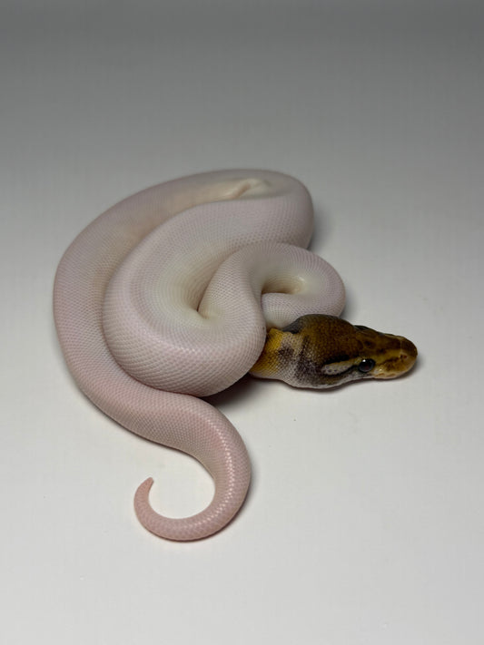 Mojave od pied high white hembra