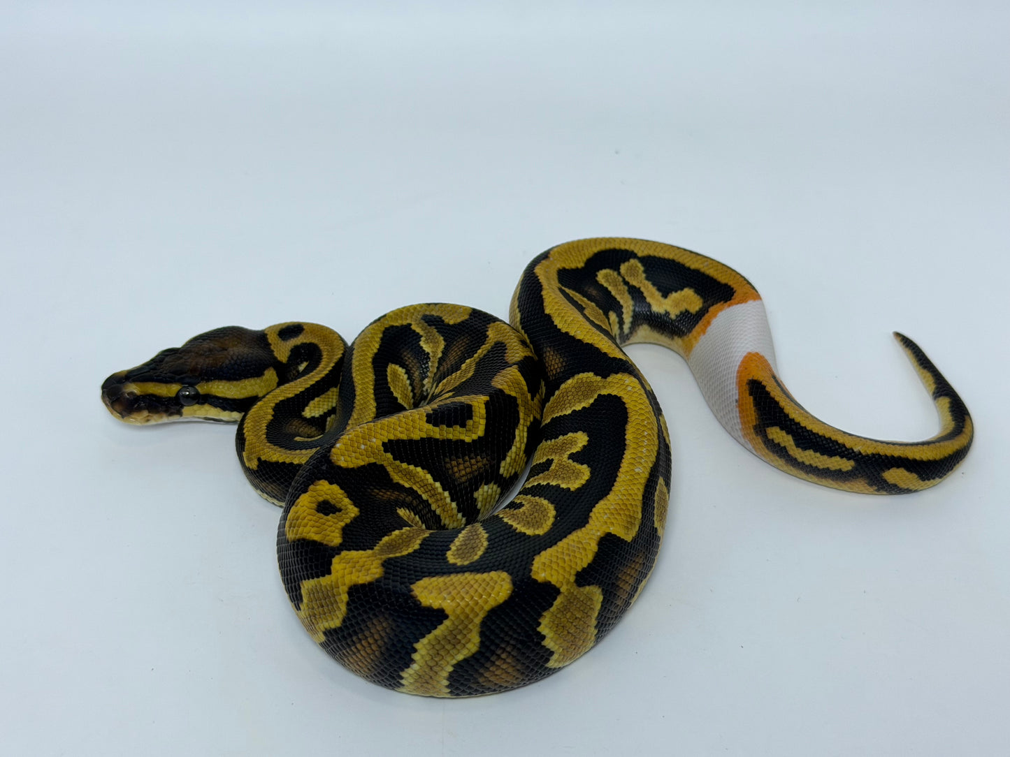 Leopard 2het pied clown hembra