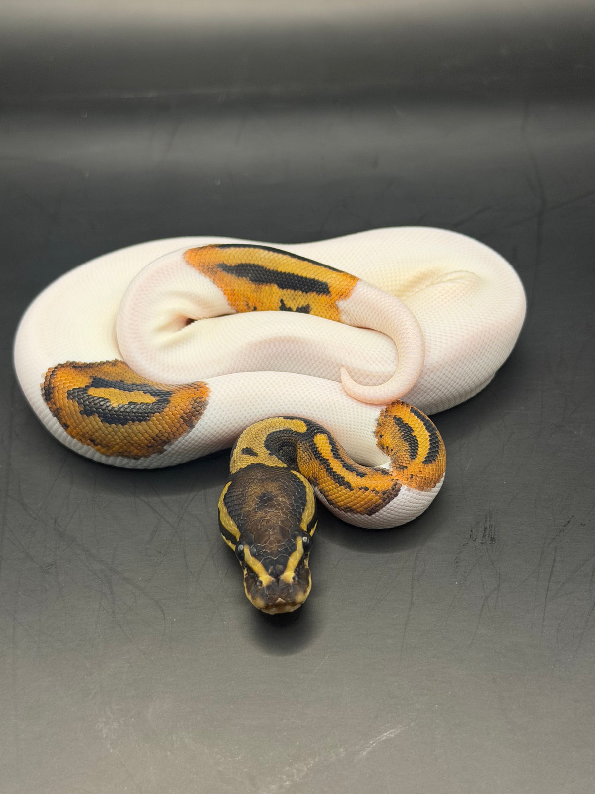 Pied od hembra