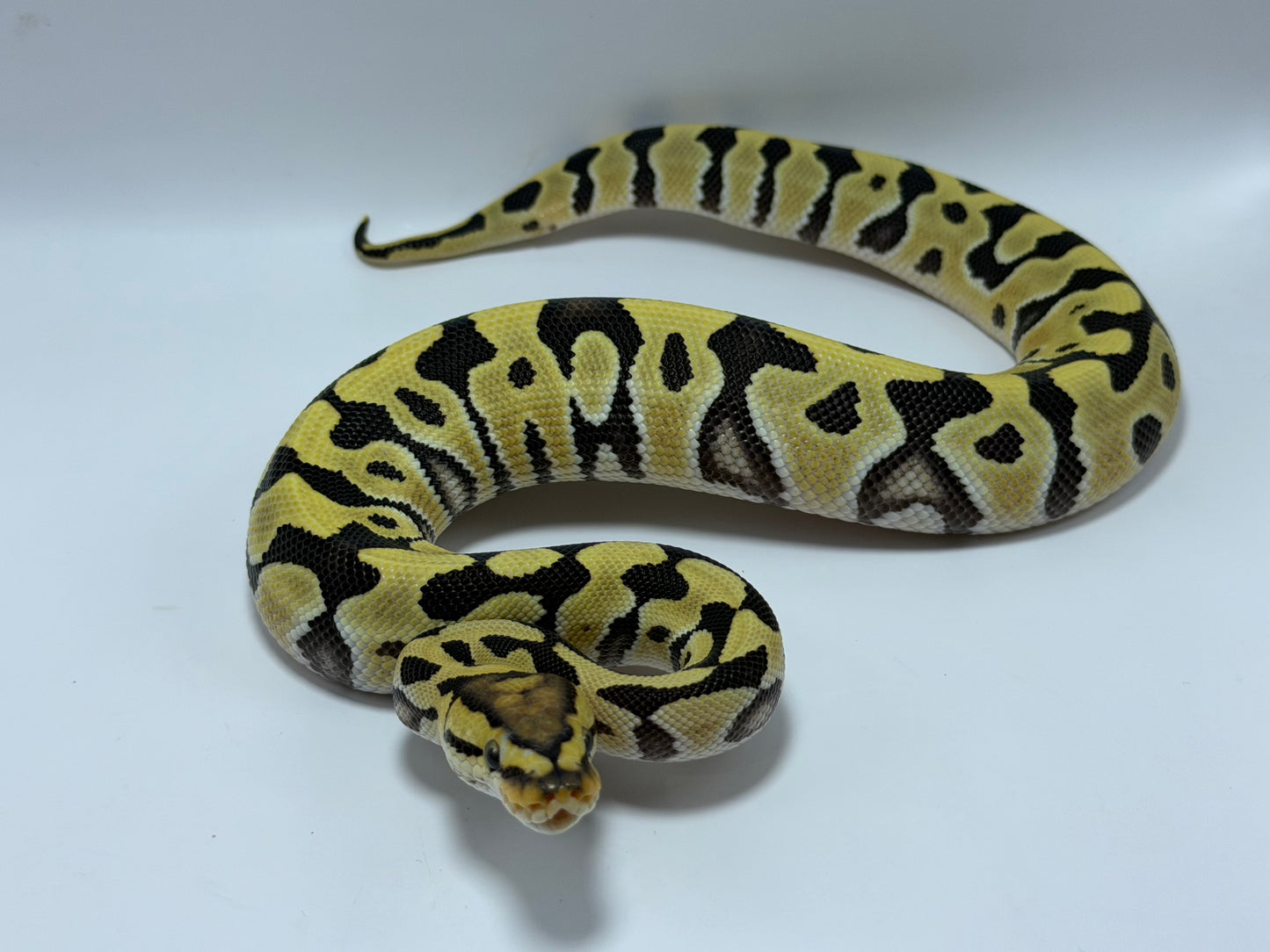 Dg crypton macho
