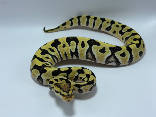 Dg crypton macho