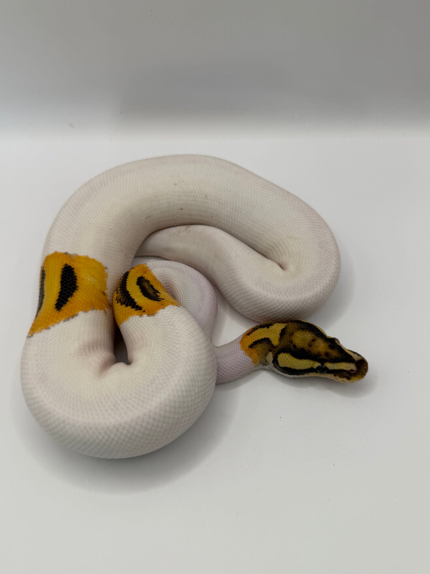 Pied od yb fire het clown het hypo macho
