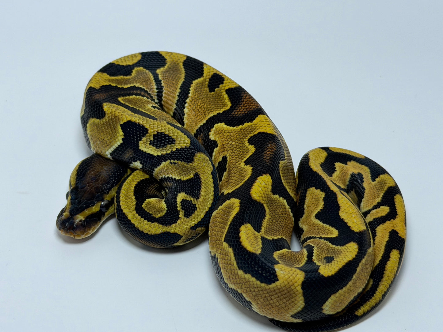 Od fire 2 het clown pied hembra