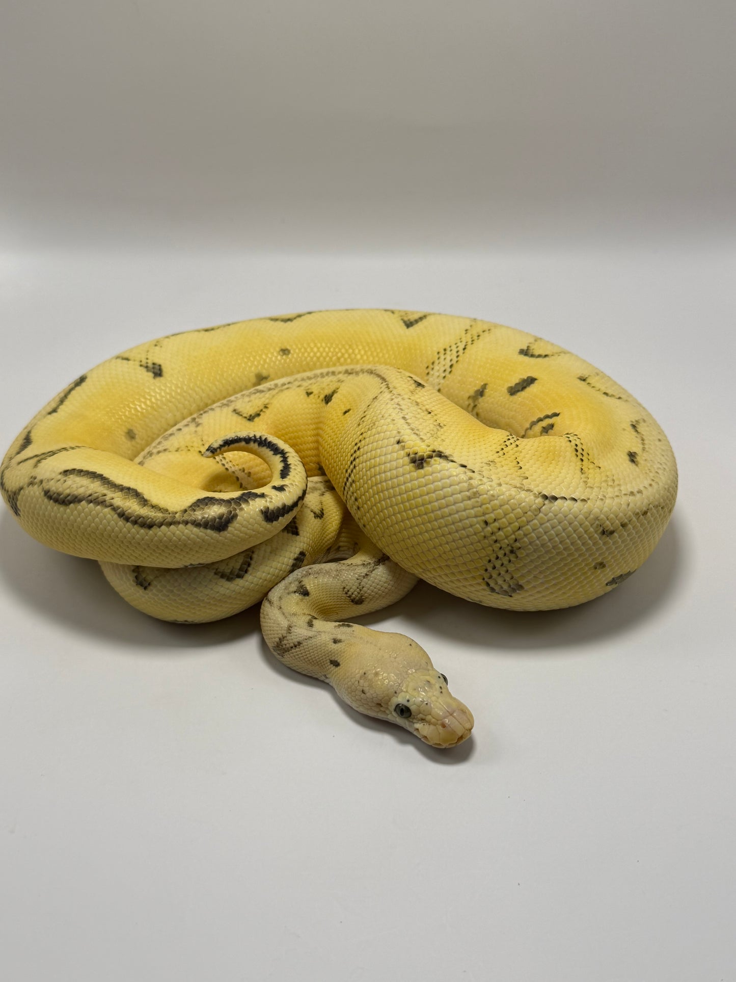 Dg clown enchi pastel hembra