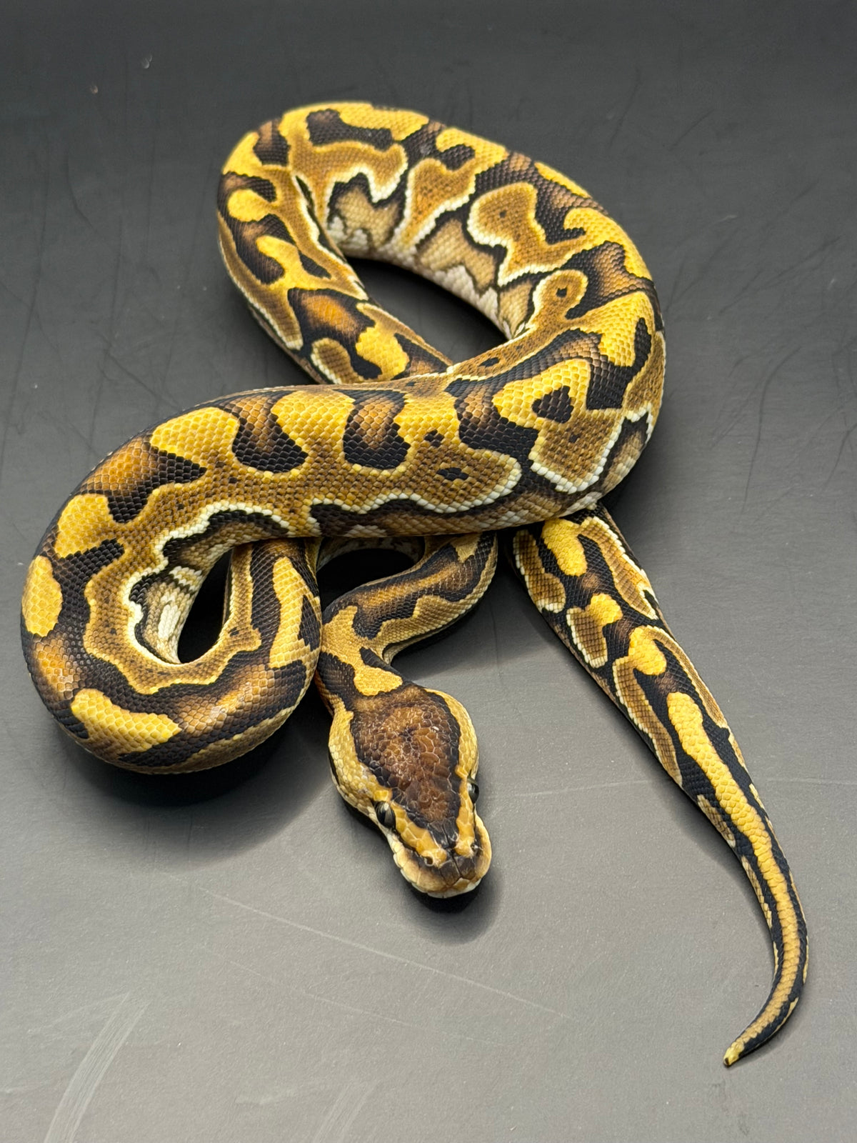Enchi puzzle macho