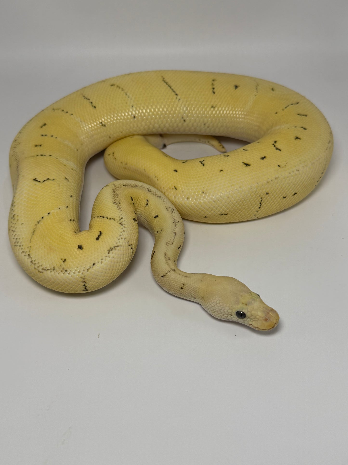 Dg clown pinstripe enchi pastel macho