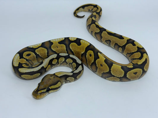 Yb hypo dg hembra