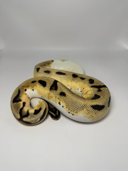 Leopard od pied macho