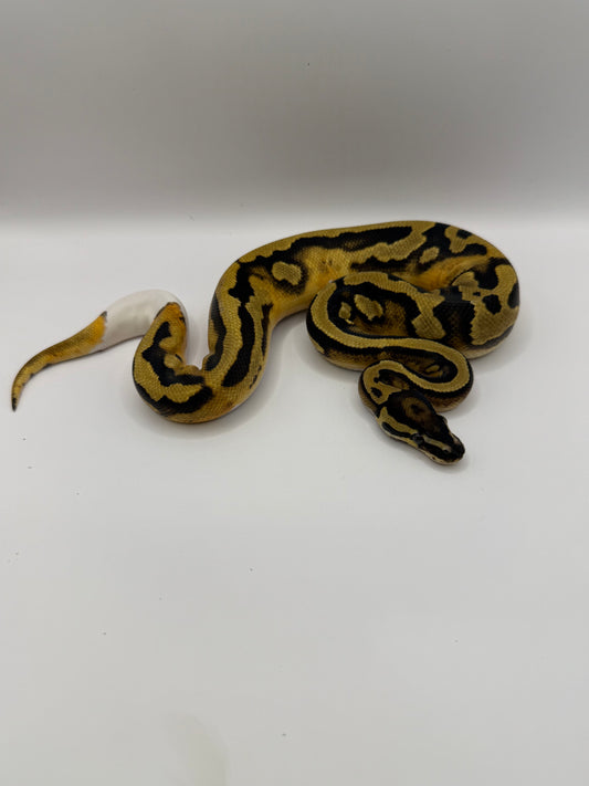 Pied ghi + ? ? Macho