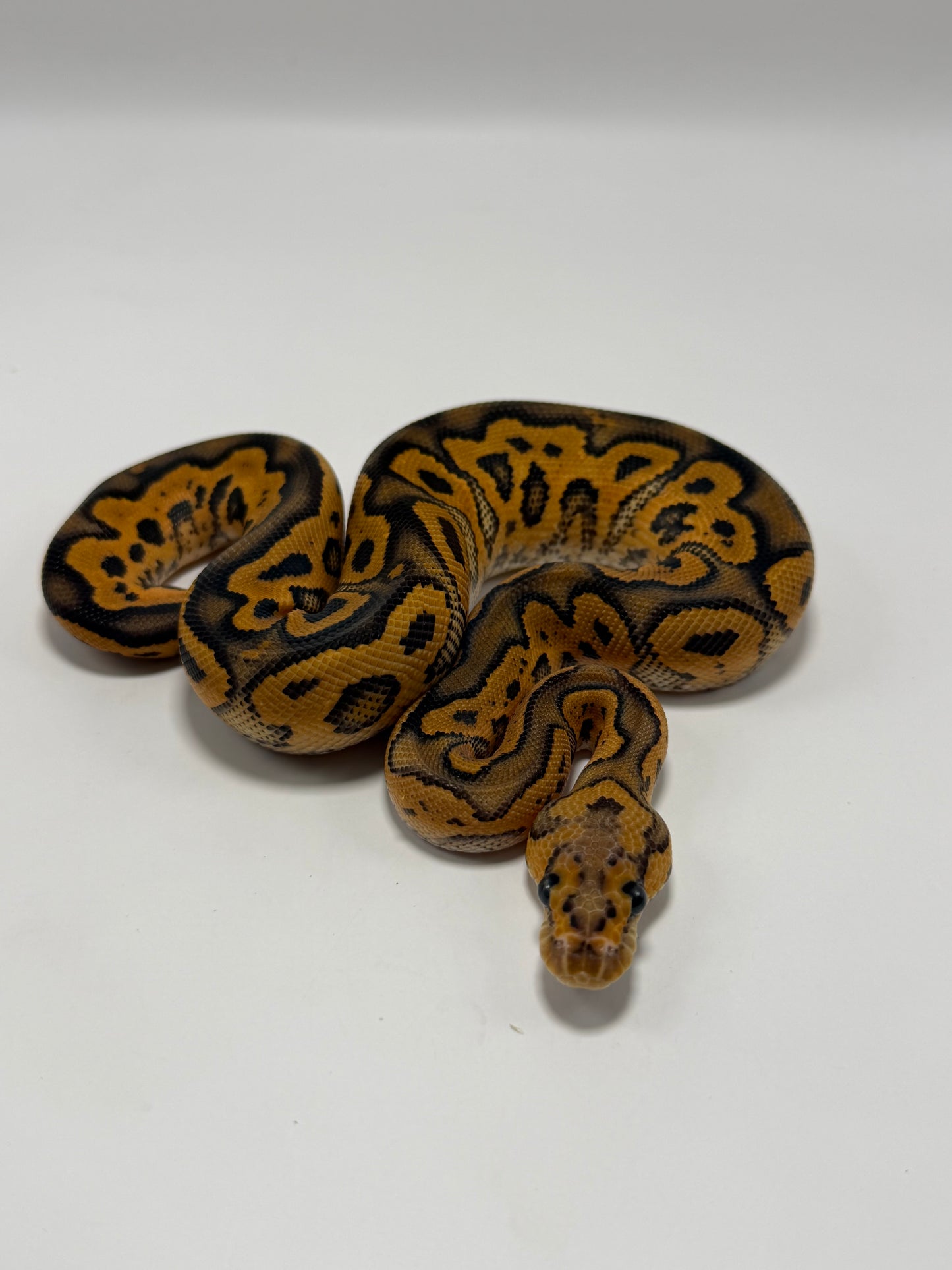Black pastel yb clown (poss het hypo) macho