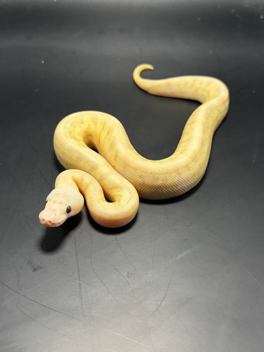 Hembra banana Hgw pastel clown