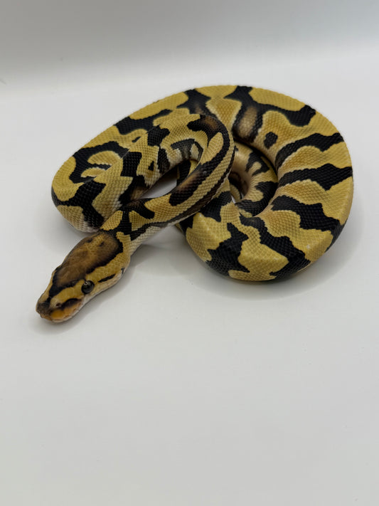 Dg het clown o cryptic macho