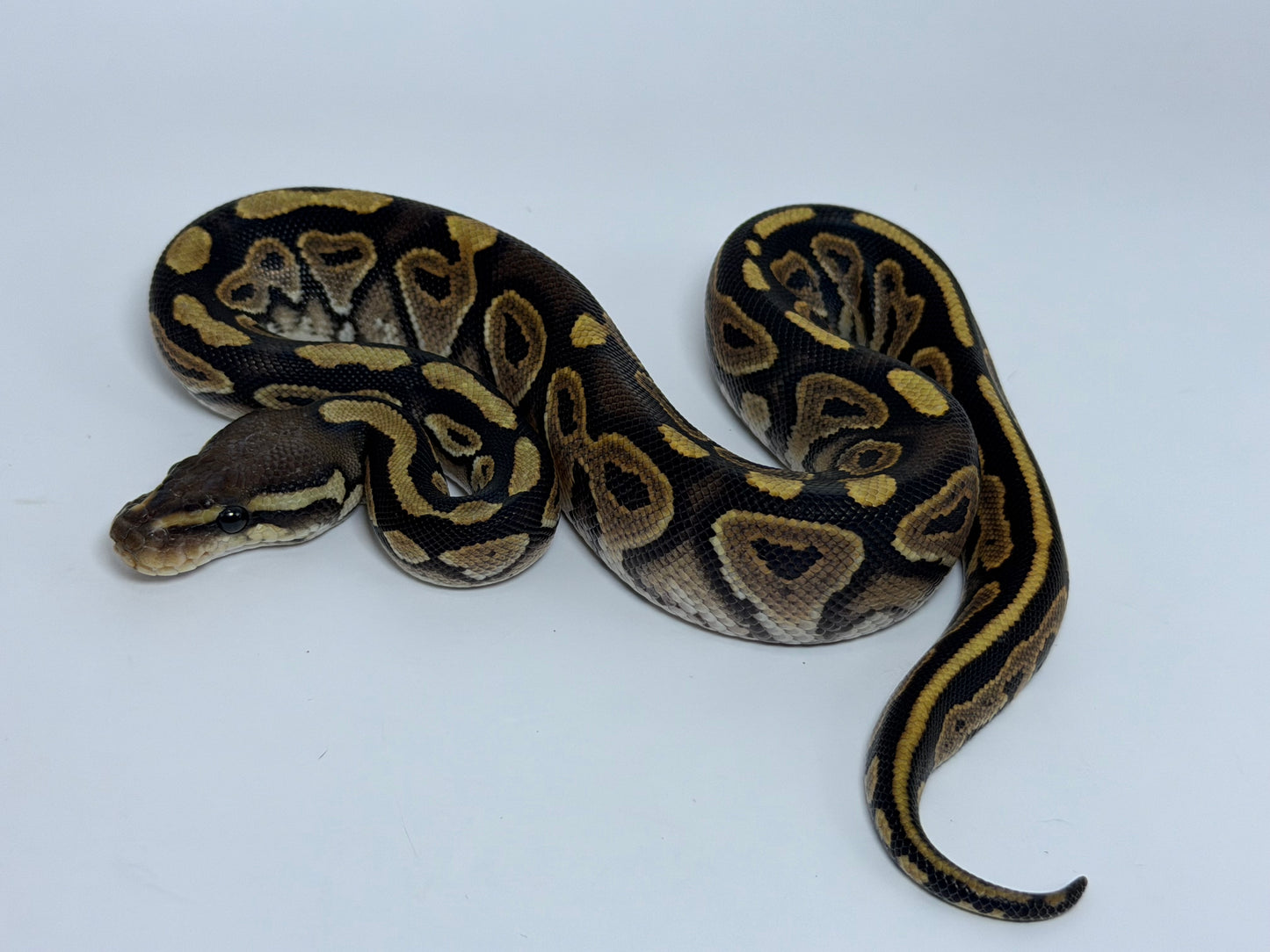 Black pastel het hypo macho
