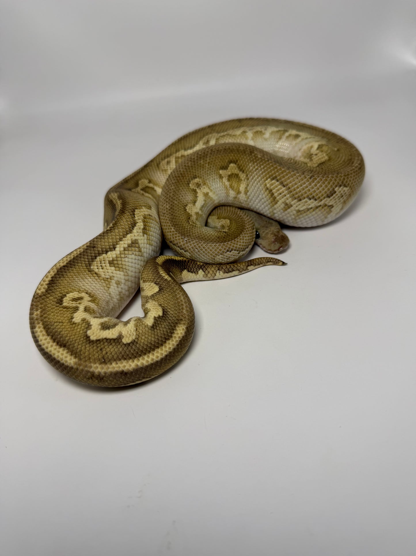 Black head Mojave fire clown macho