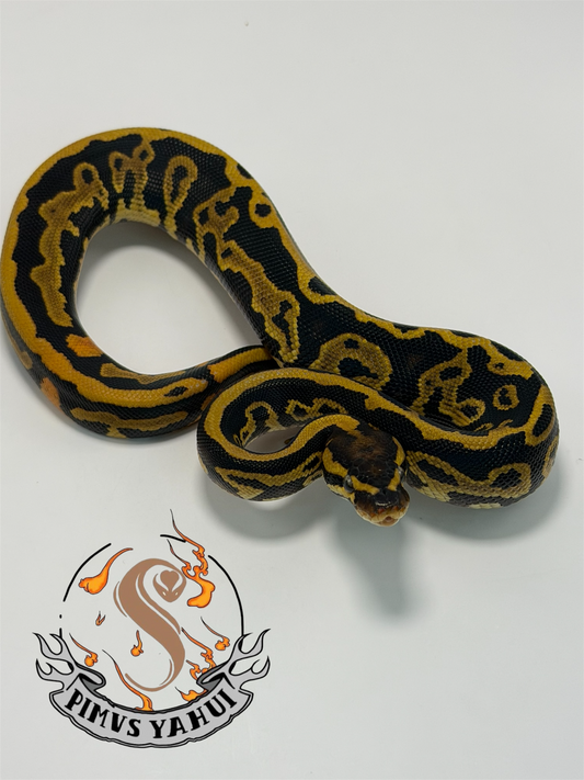 Leopard 3het hypo/pied/lav macho