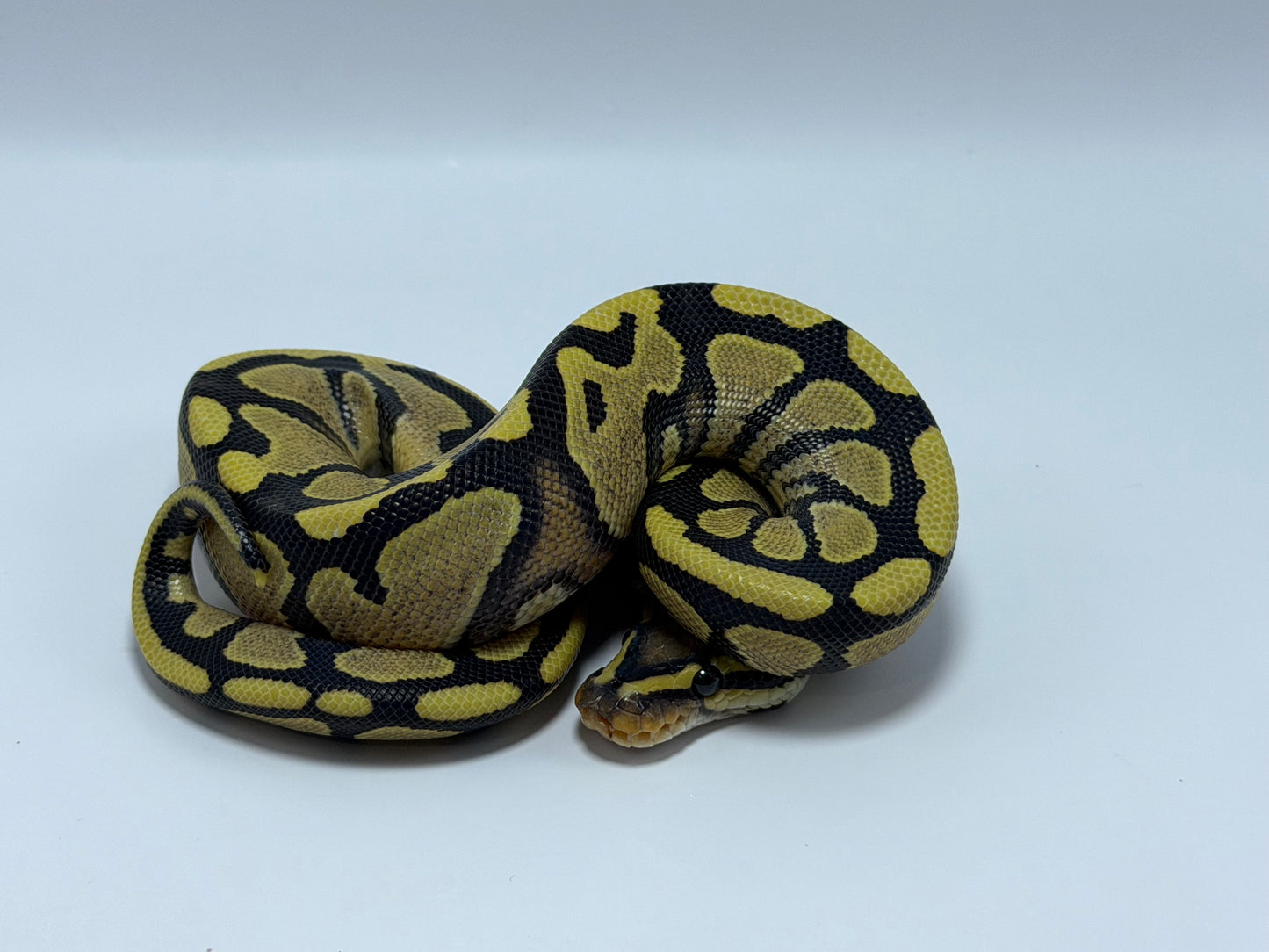 Yb dg 2het clown/hypo macho