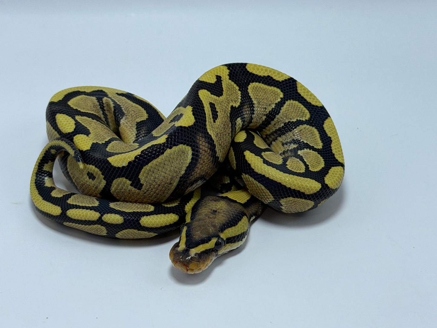 Yb dg 2het clown/hypo macho