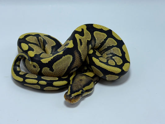 Yb dg 2het clown/hypo macho