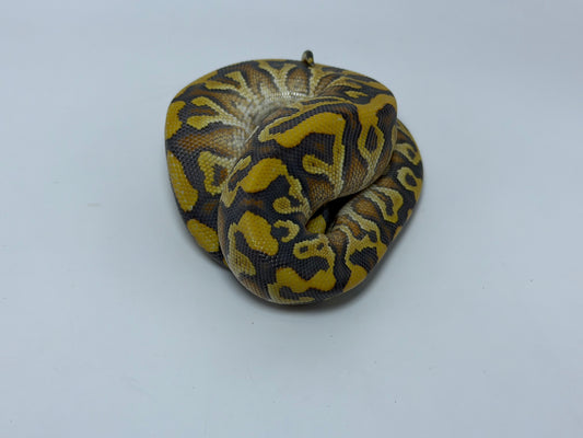 Spotnose cypress yb hypo het clown macho