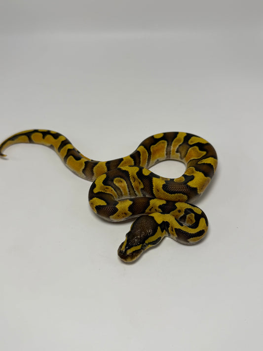 Ghi enchi od het clown macho