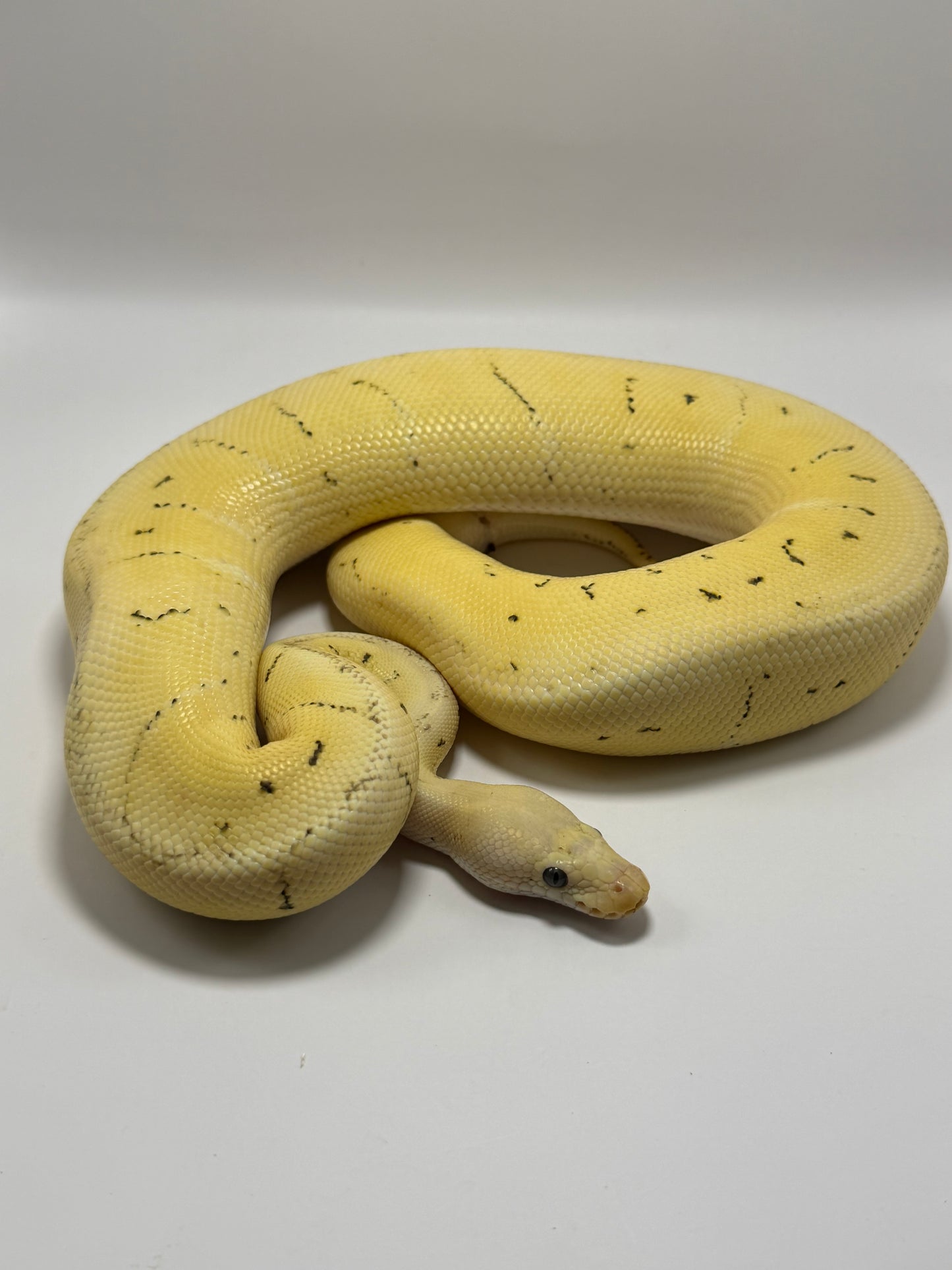 Dg clown pinstripe enchi pastel macho