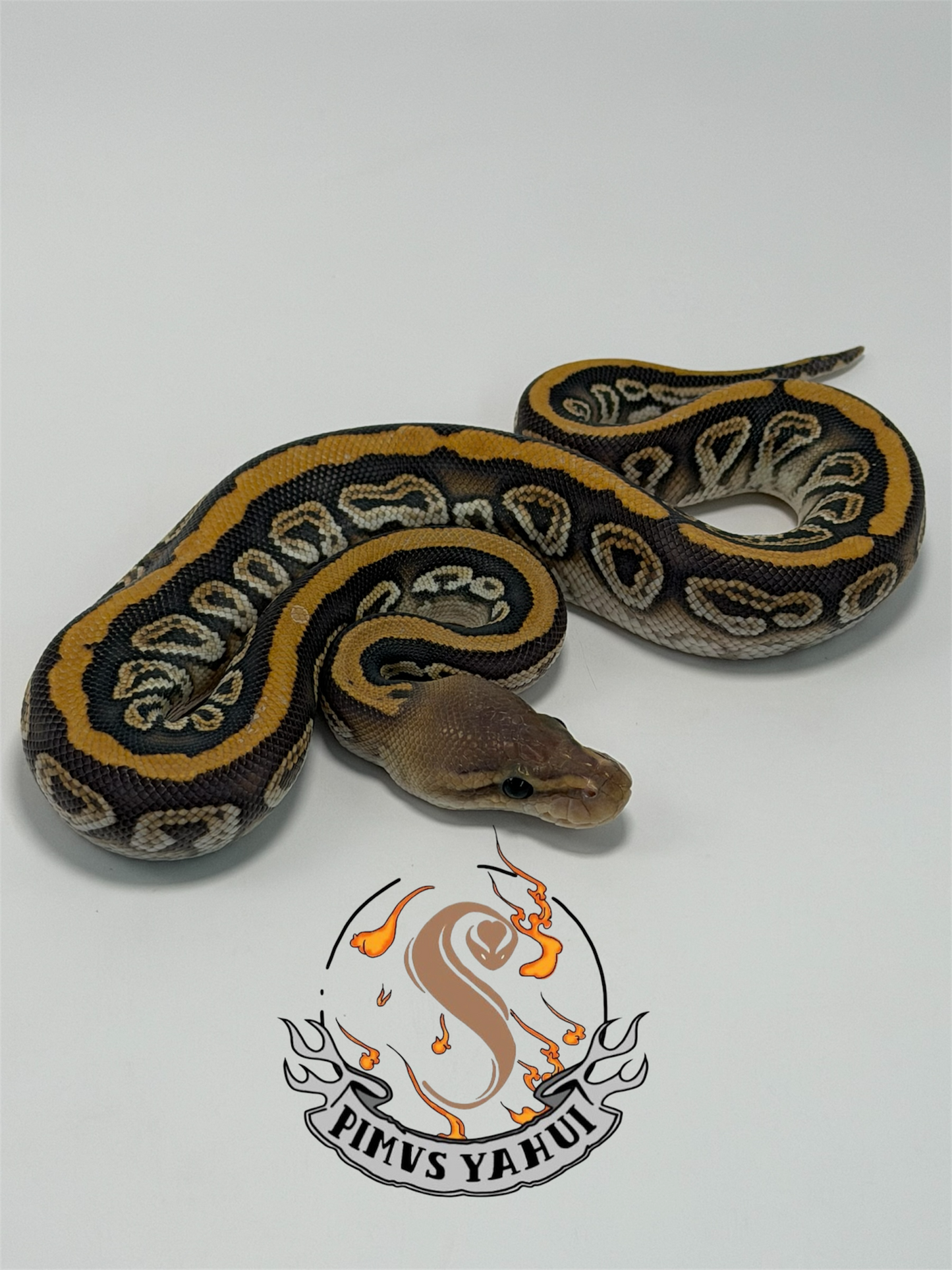 Black pastel cypress hypo het clown macho