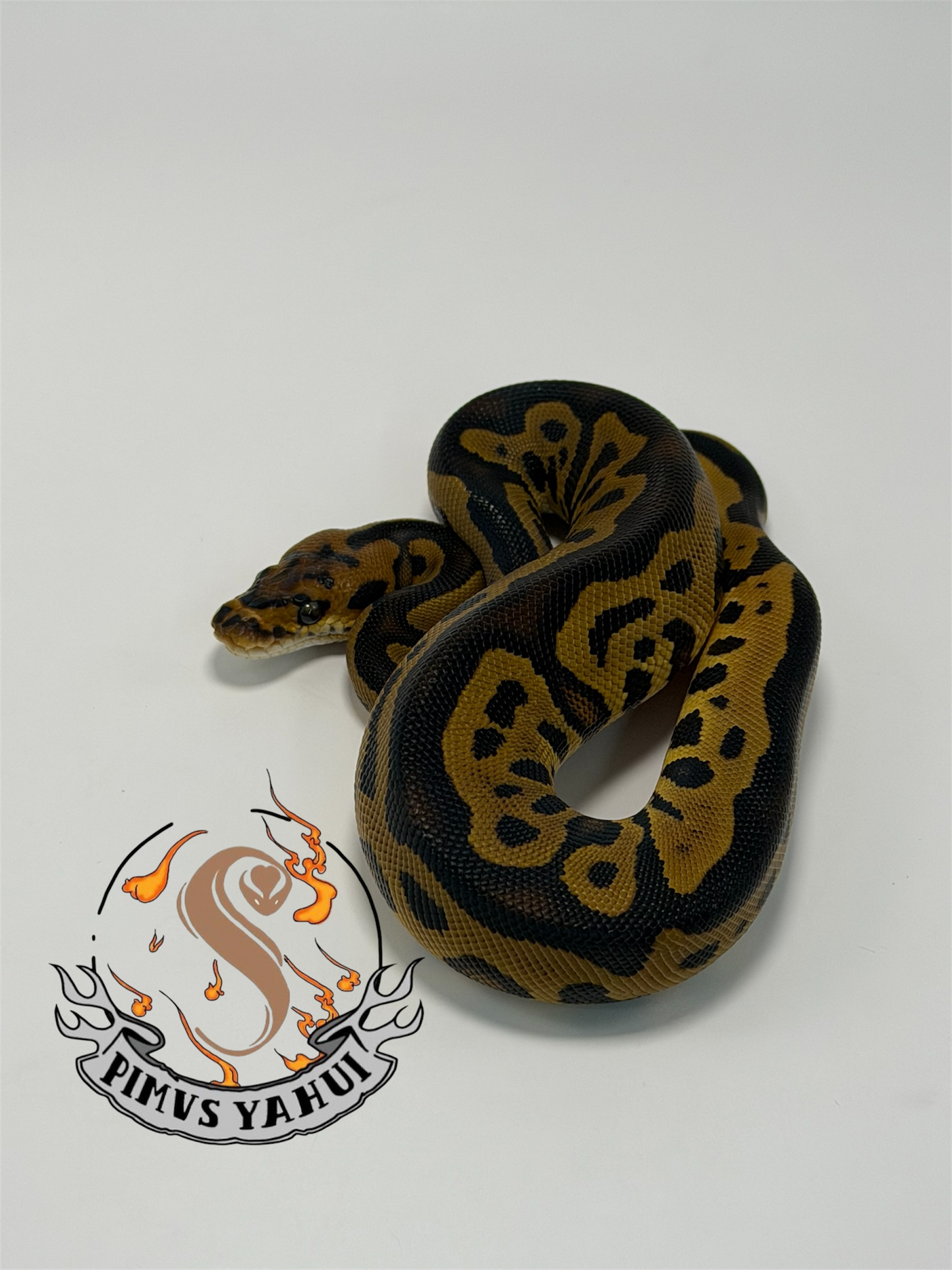Leopard clown het sunset macho