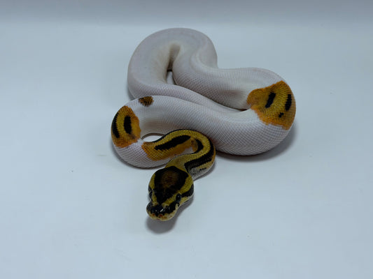 Od pied het clown macho