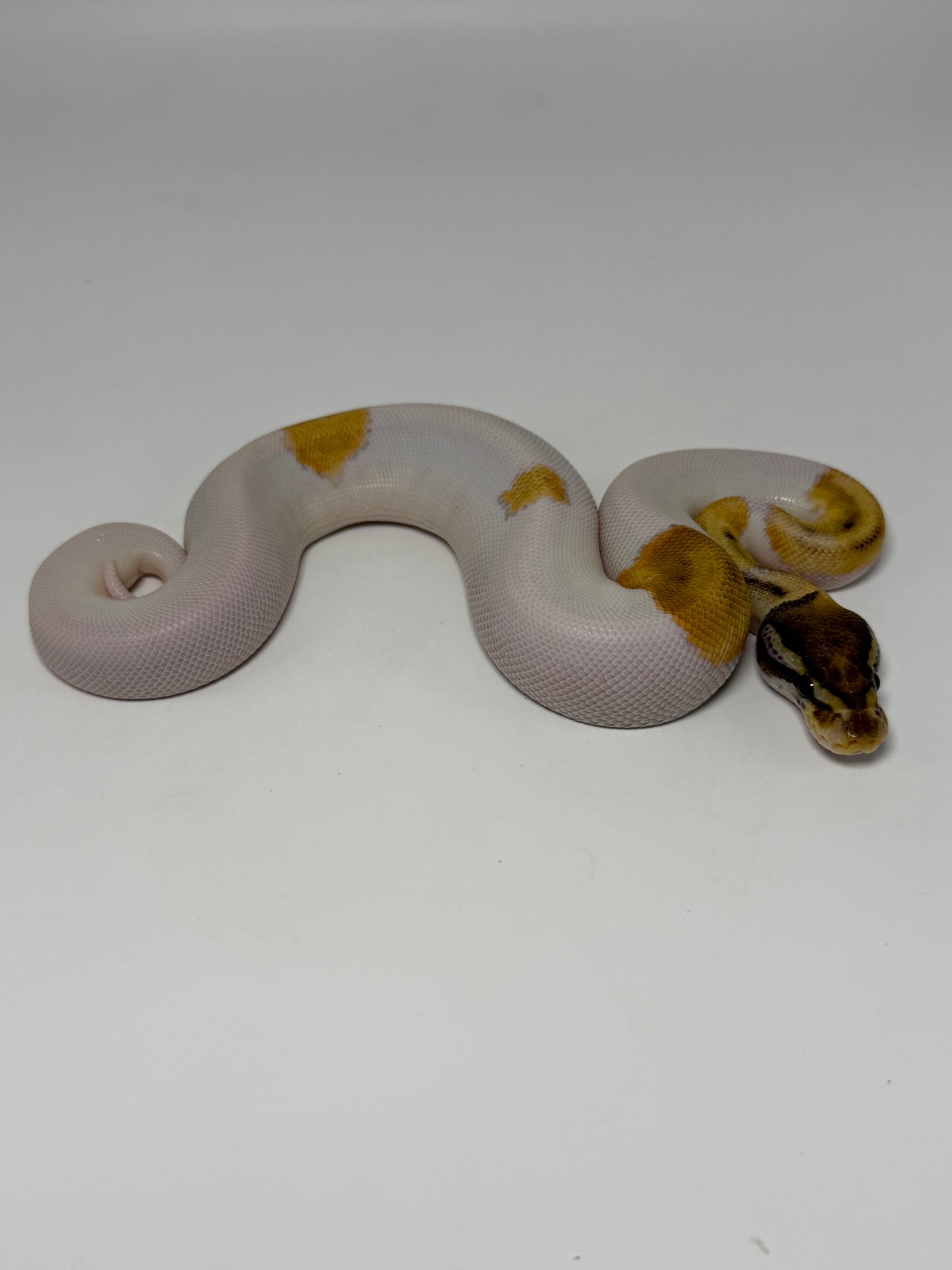 Mojave od pied macho