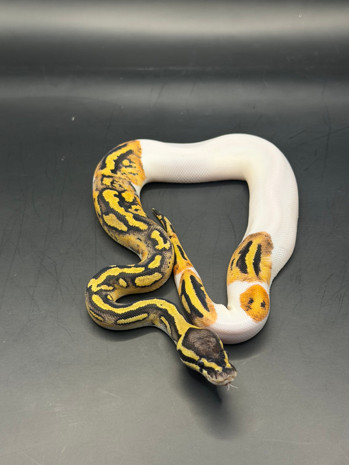 Yb od pied hembra