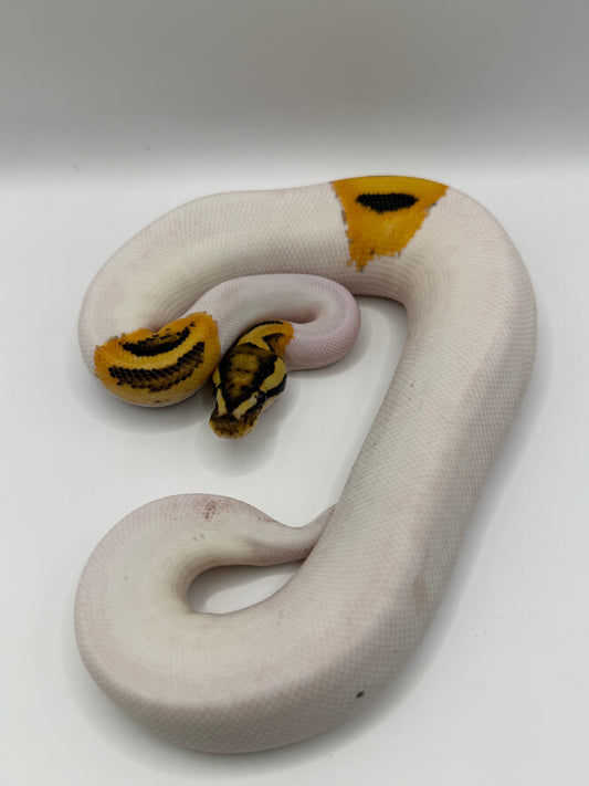 Pied od yb fire het clown het hypo macho