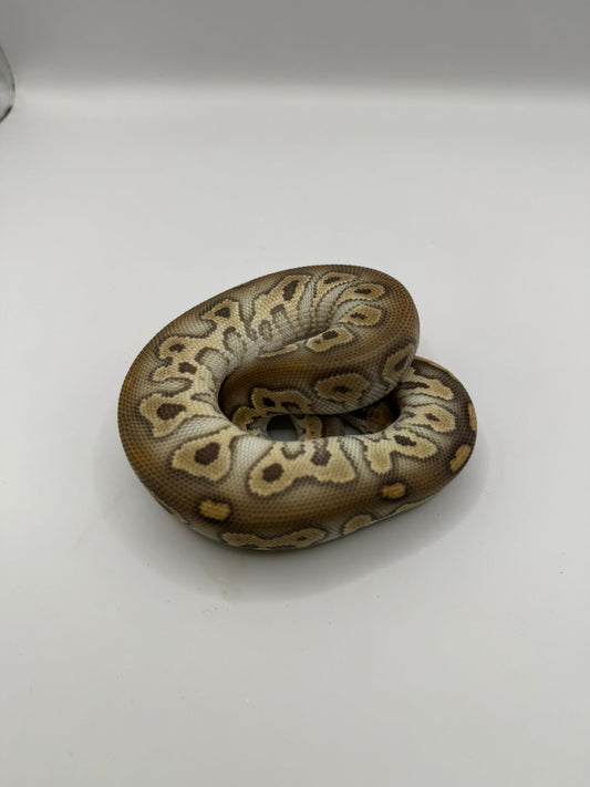 Cinnamon Mojave clown hembra