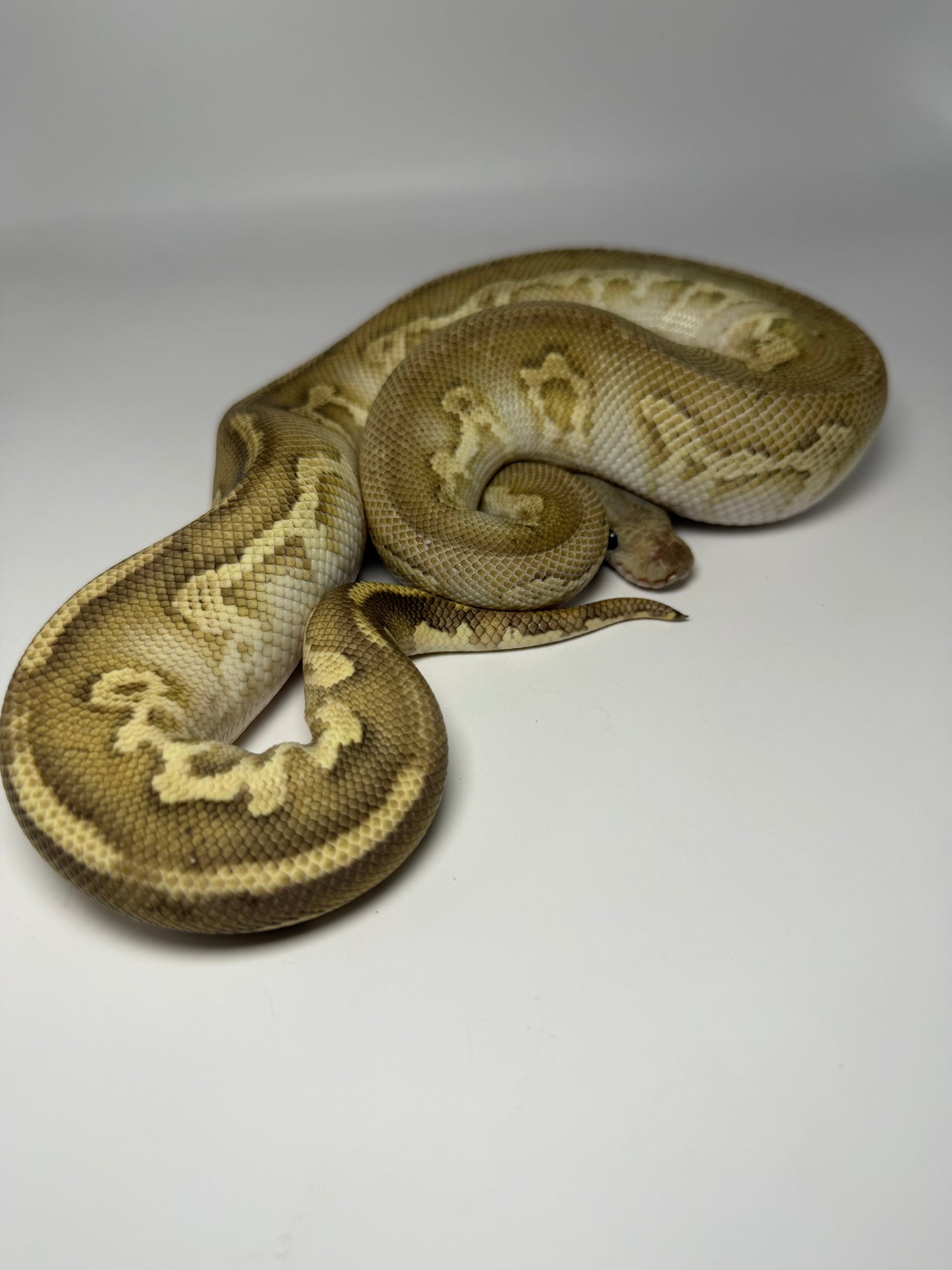 Black head Mojave fire clown macho