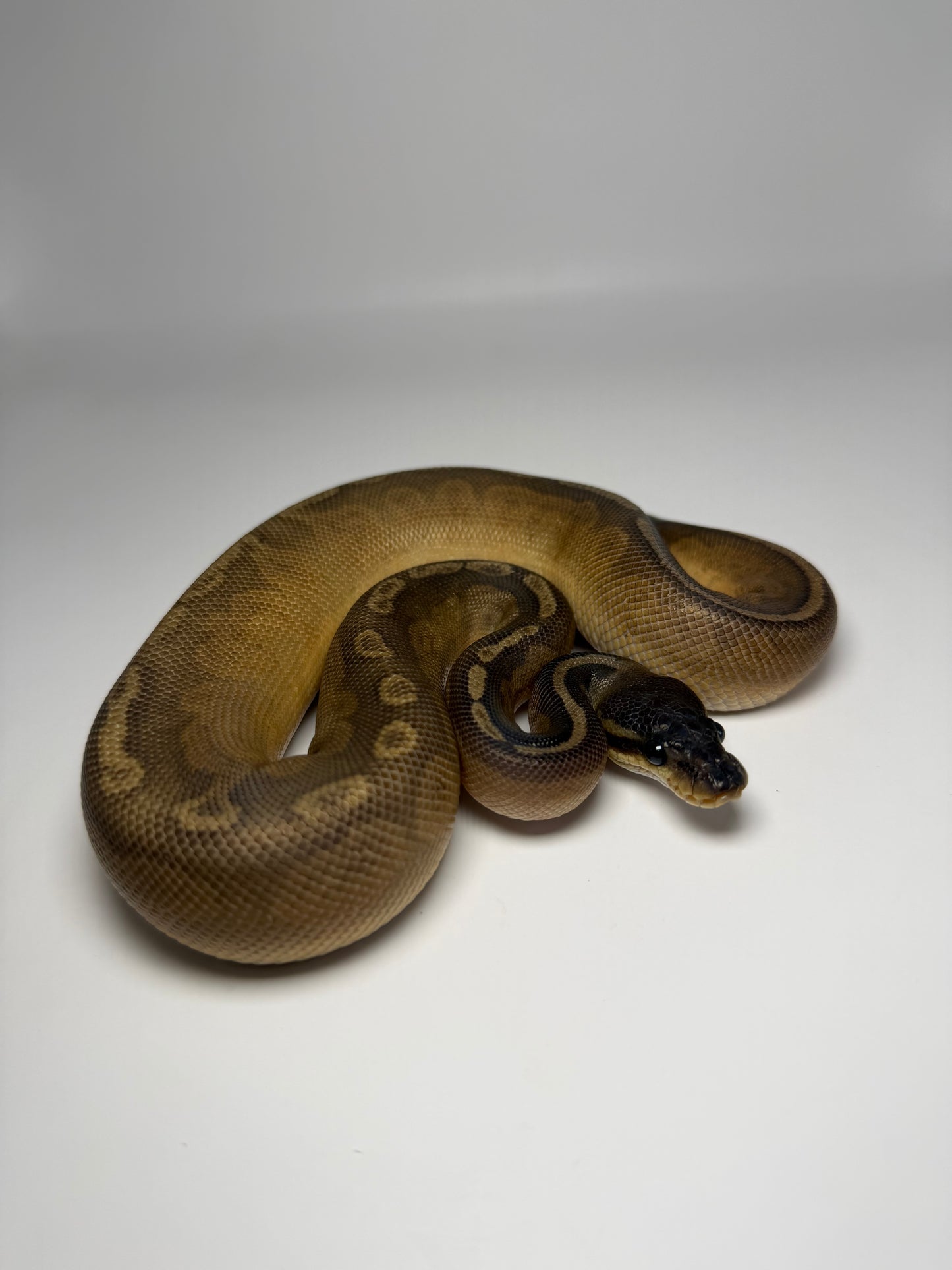 Rs Cinnamon sunset macho