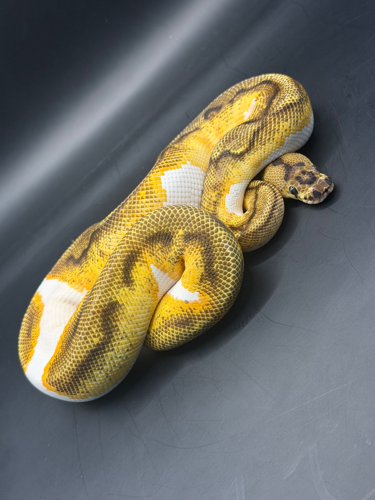 Clown pied enchi yb macho juveni