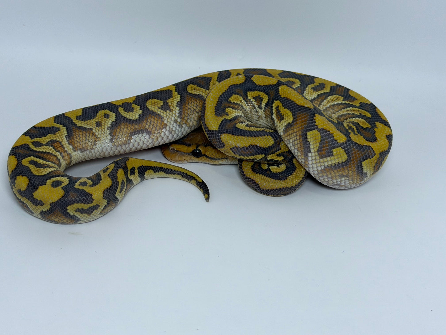Spotnose cypress yb hypo het clown macho