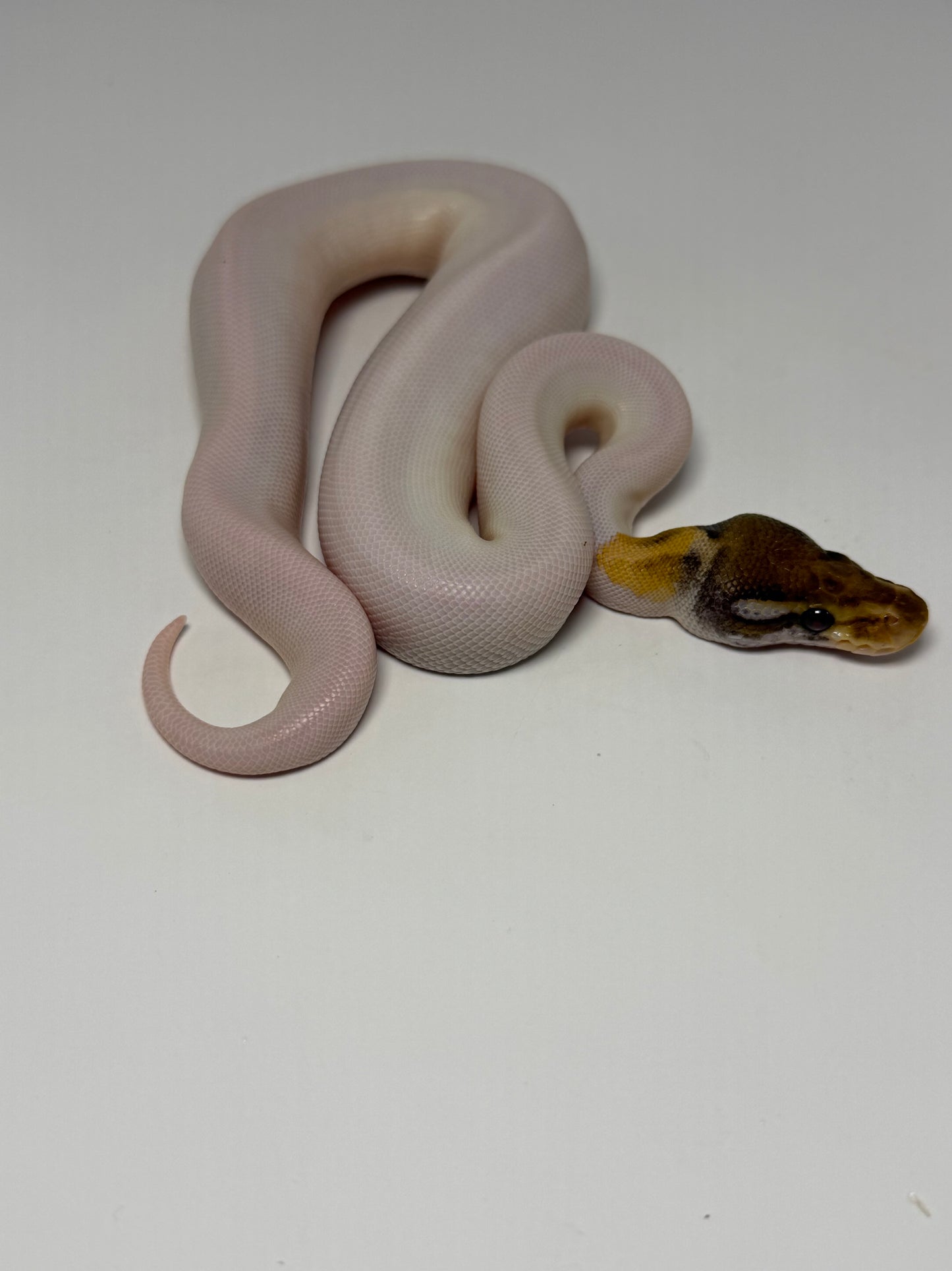 Mojave od pied high white hembra