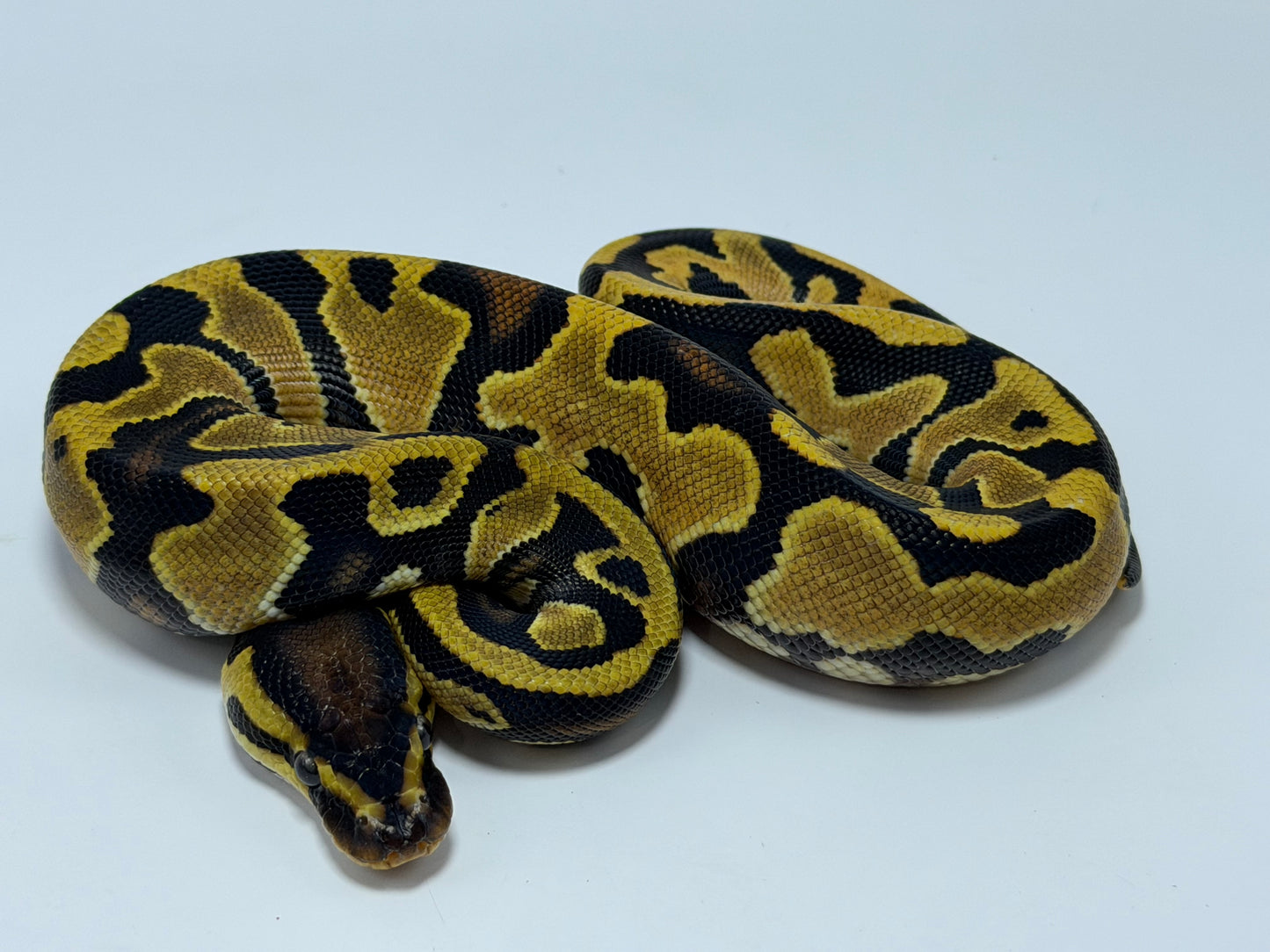 Od fire 2 het clown pied hembra