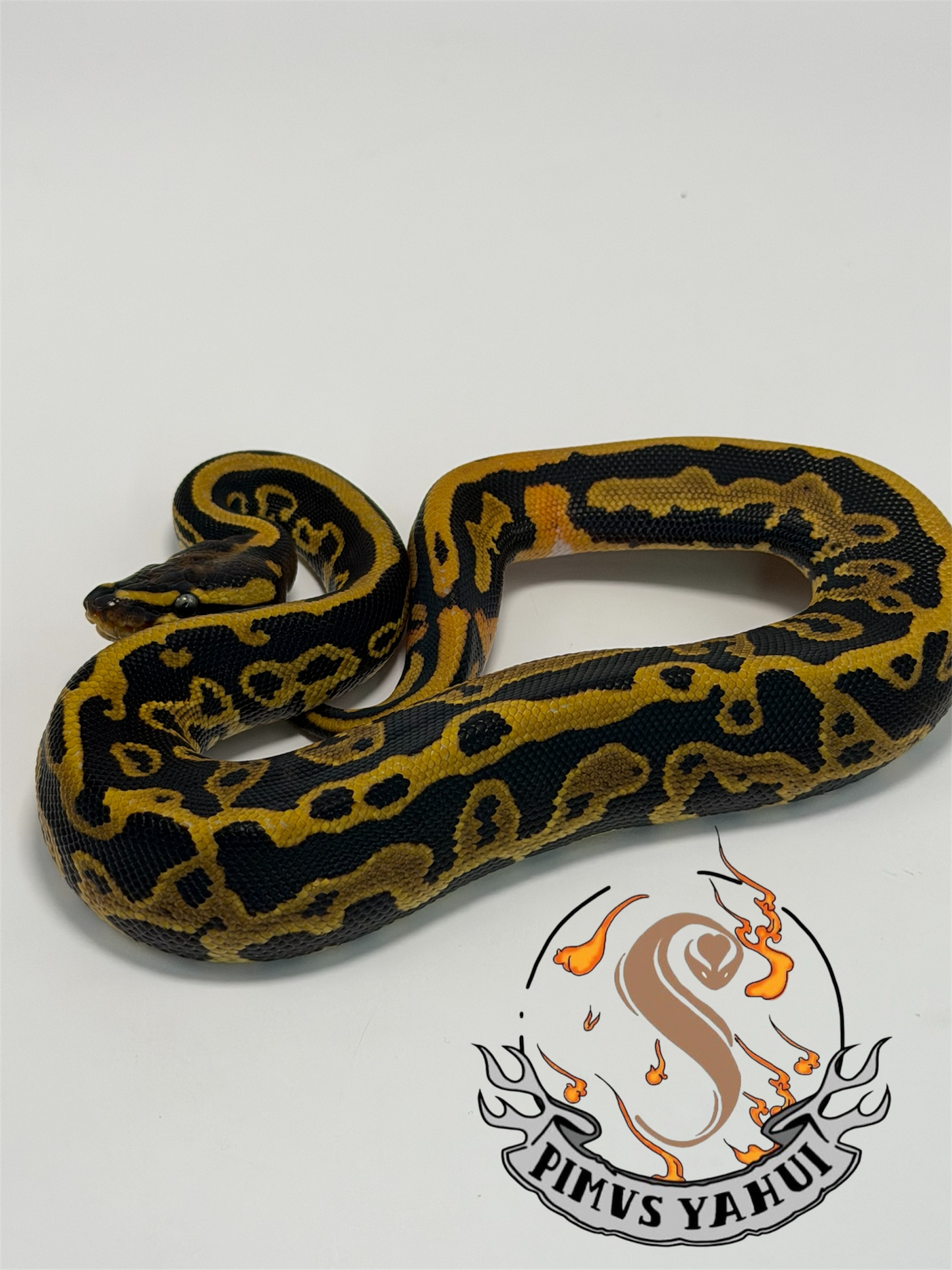 Leopard 3het hypo/pied/lav macho