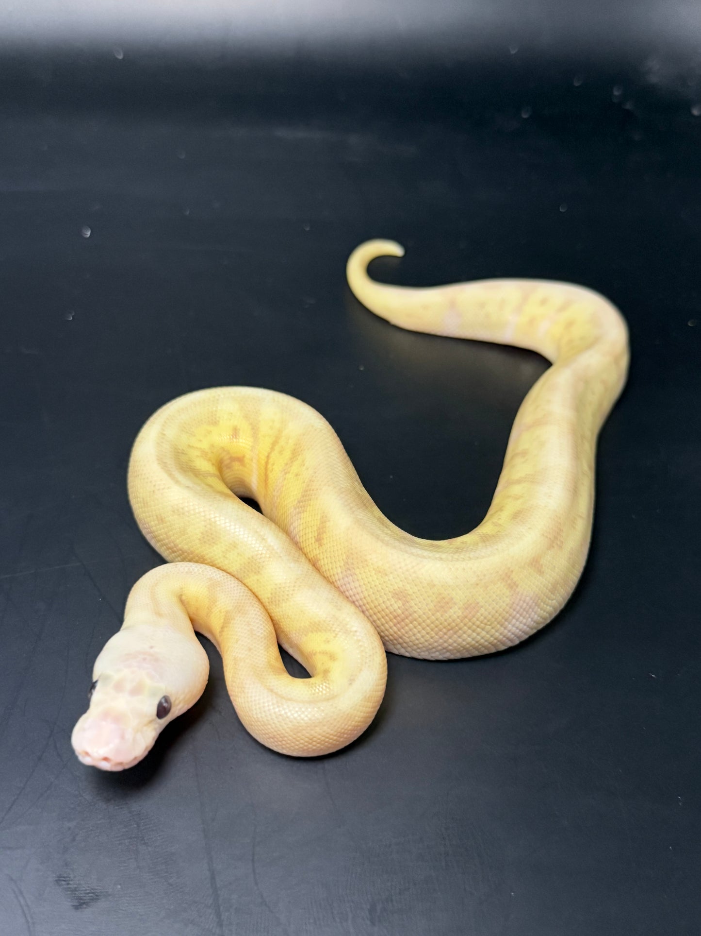 Hembra banana Hgw pastel clown