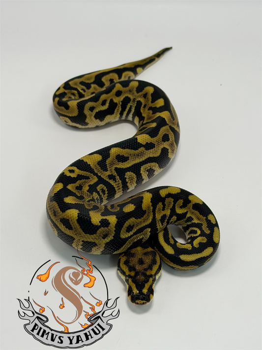 Leopard spotnose 2het sunset/clown macho