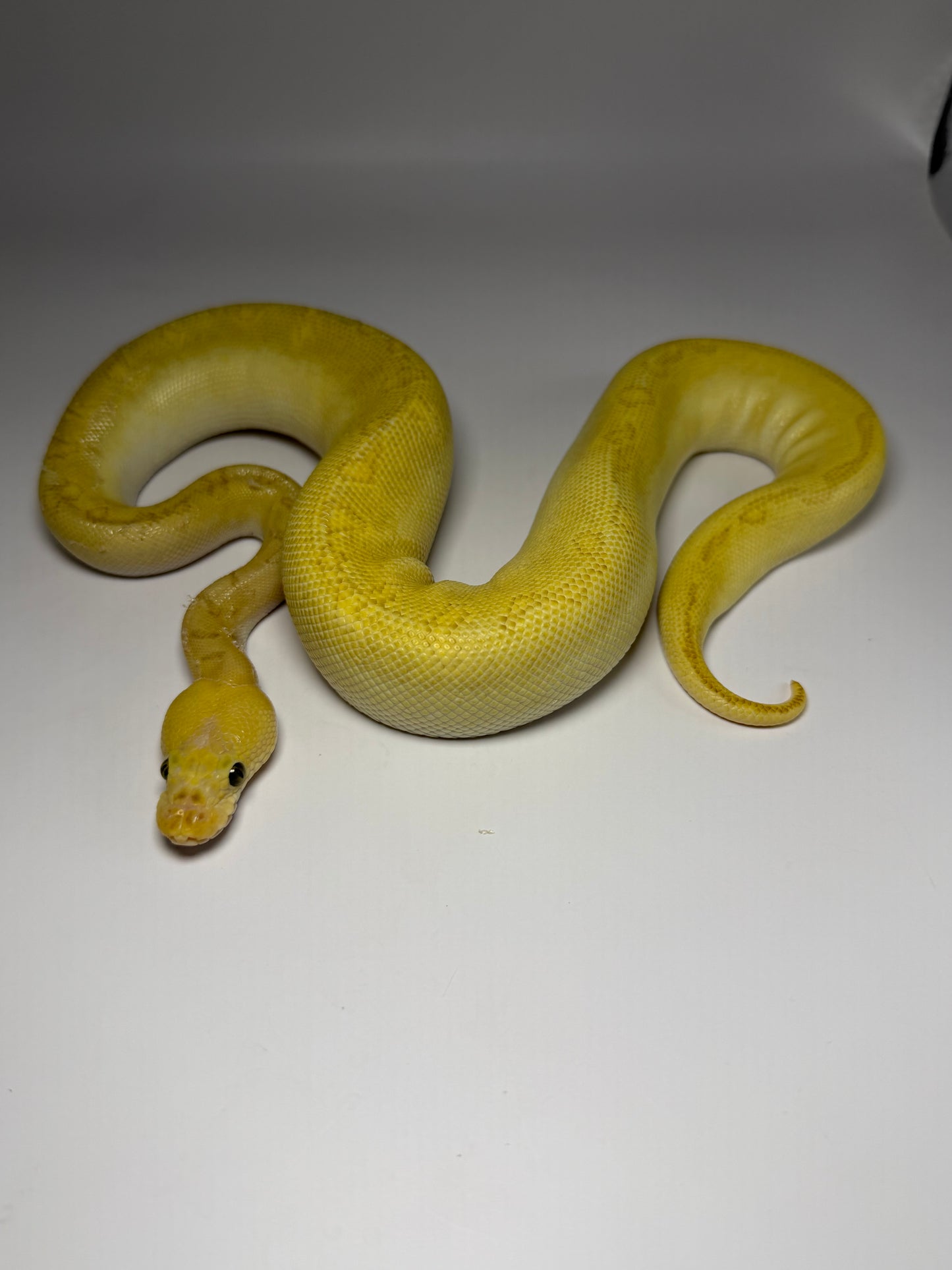 Leopard Pinstripe lesser pastel clown macho