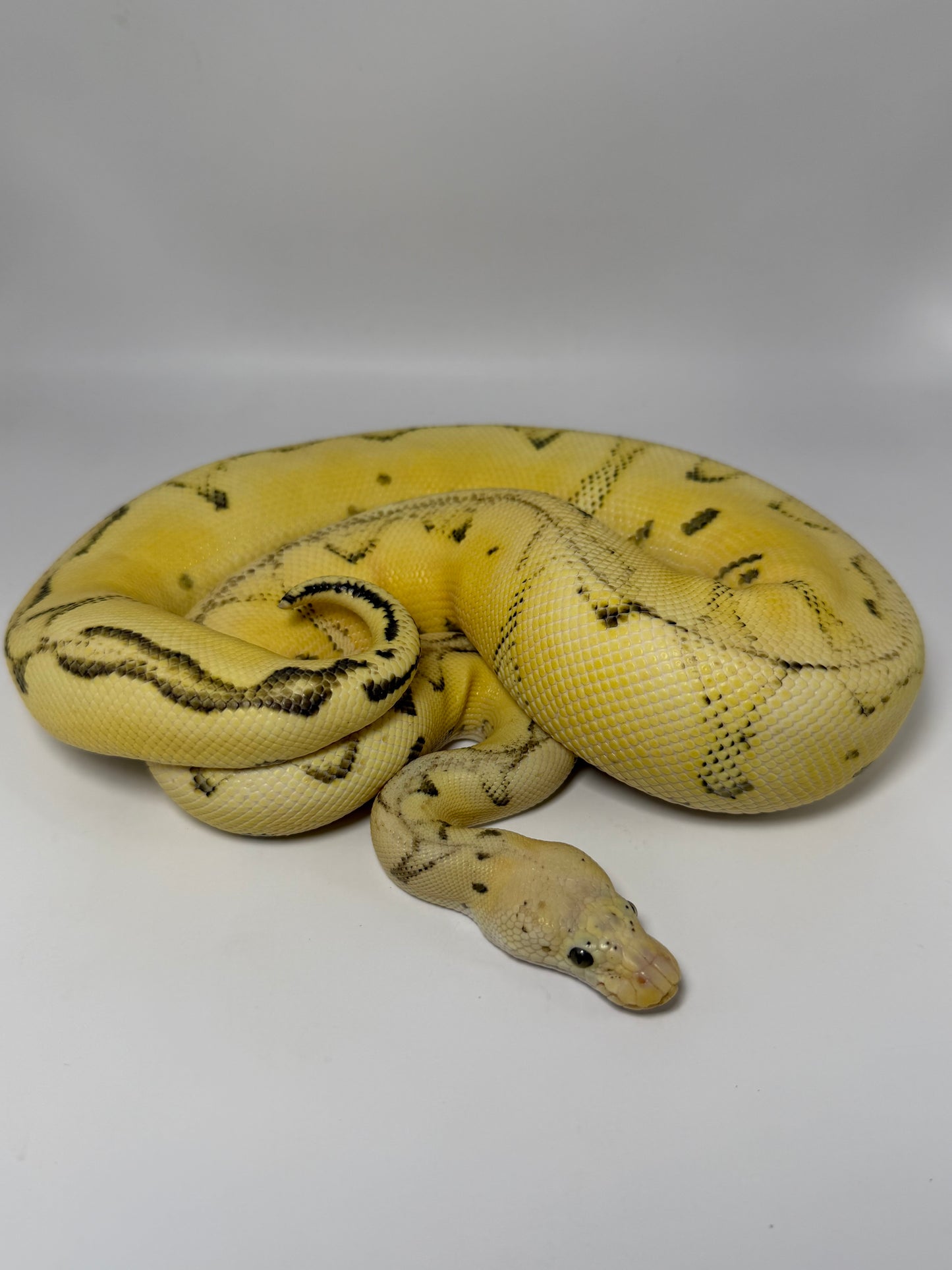 Dg clown enchi pastel hembra