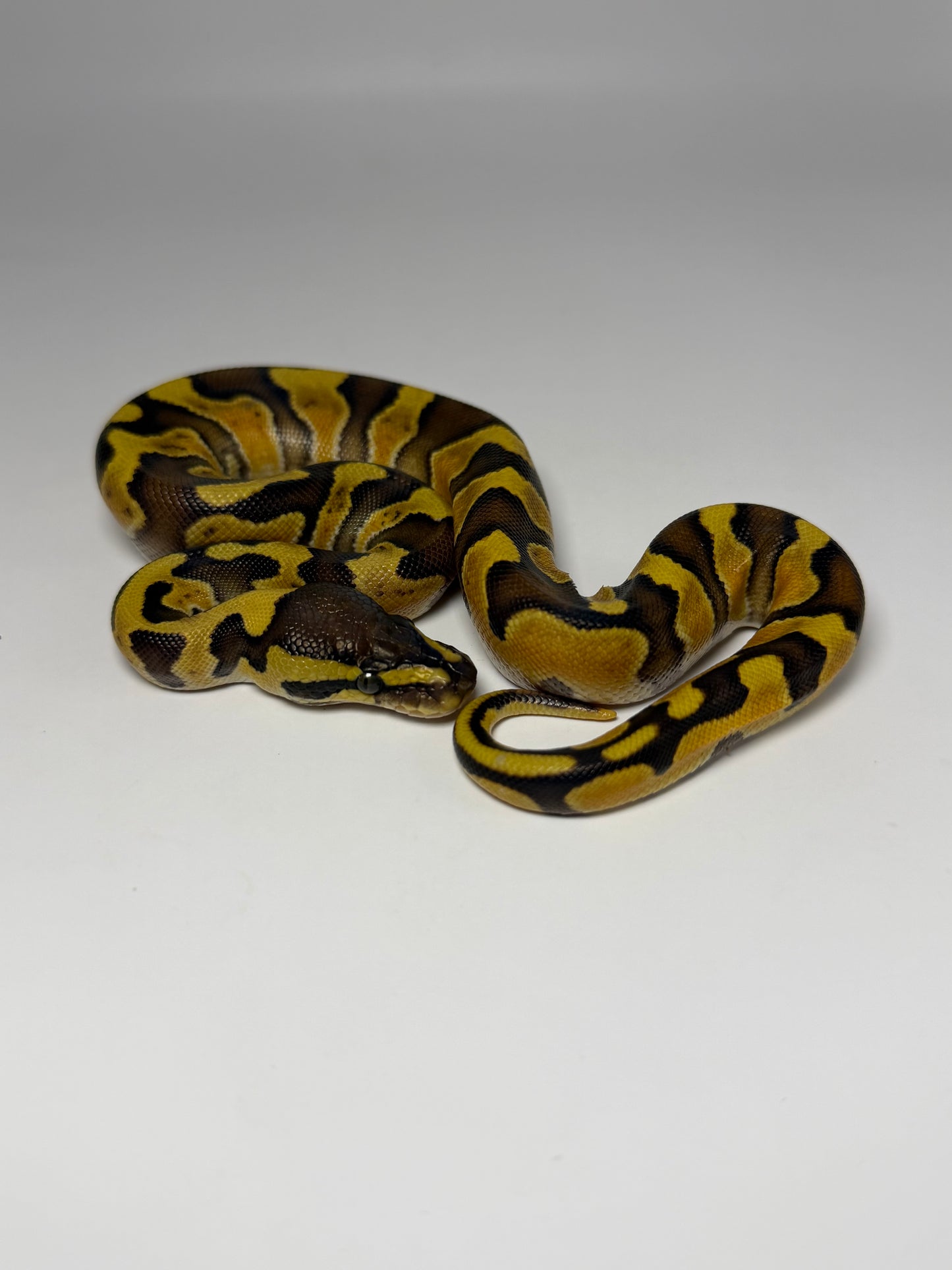 Ghi enchi od het clown macho