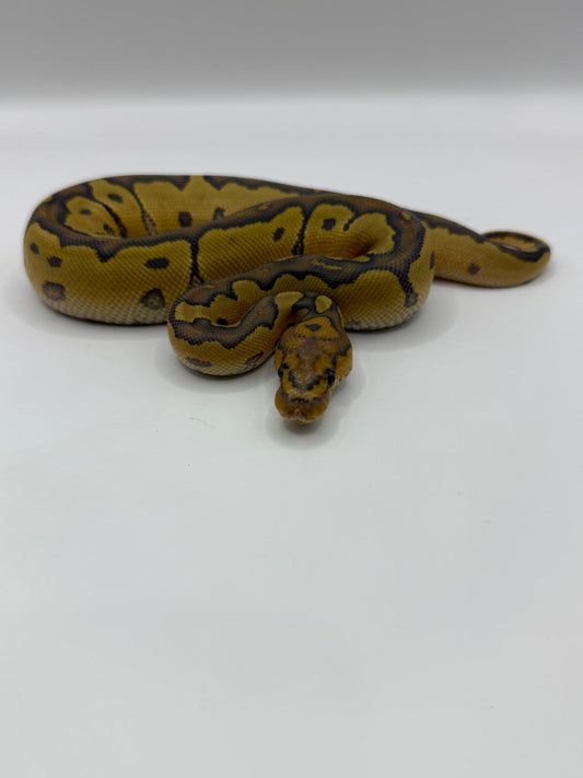 Clown hypo hembra