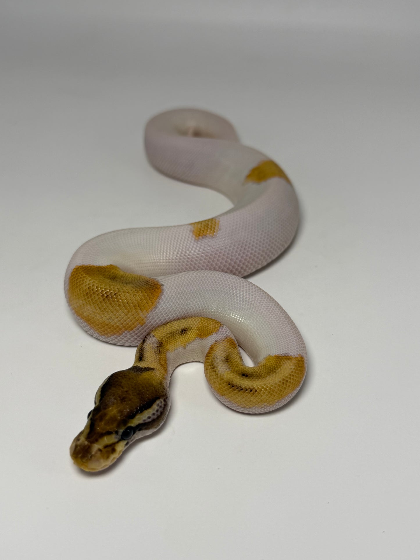 Mojave od pied macho