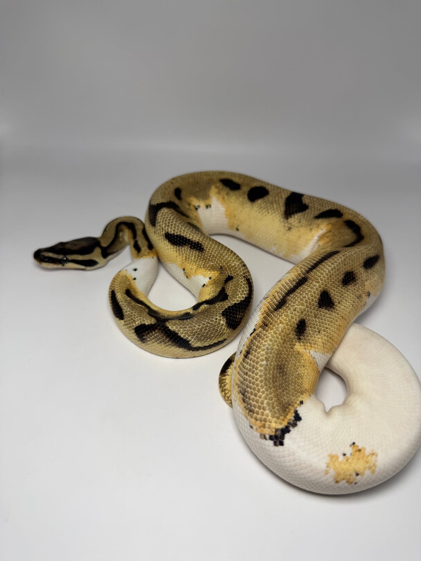 Leopard od pied macho