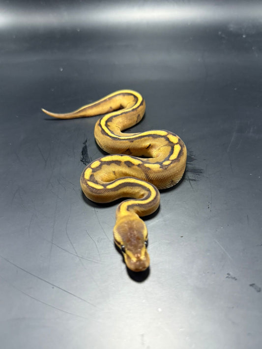 Genetic stripe yb hembra